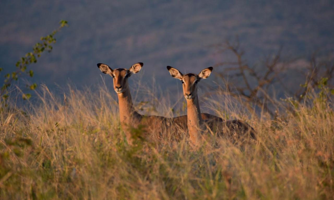 African Spirit Game Lodge Mkuze Εξωτερικό φωτογραφία