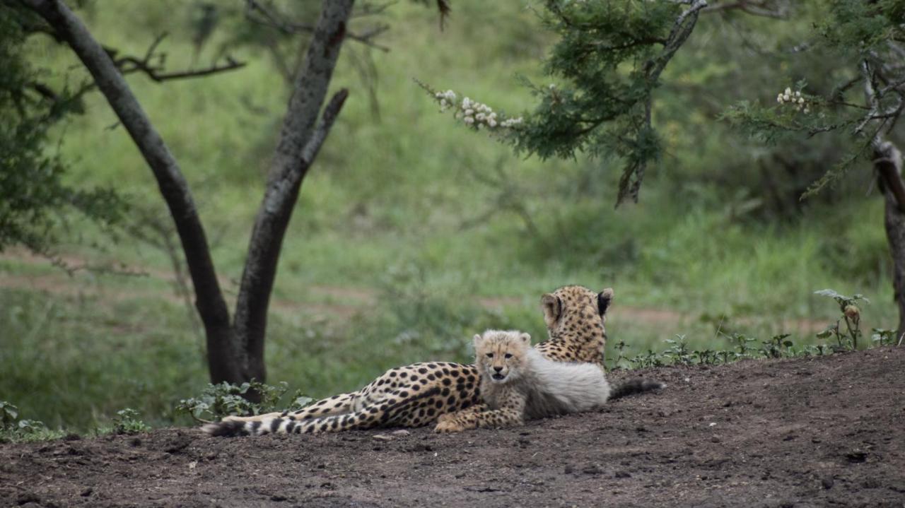 African Spirit Game Lodge Mkuze Εξωτερικό φωτογραφία